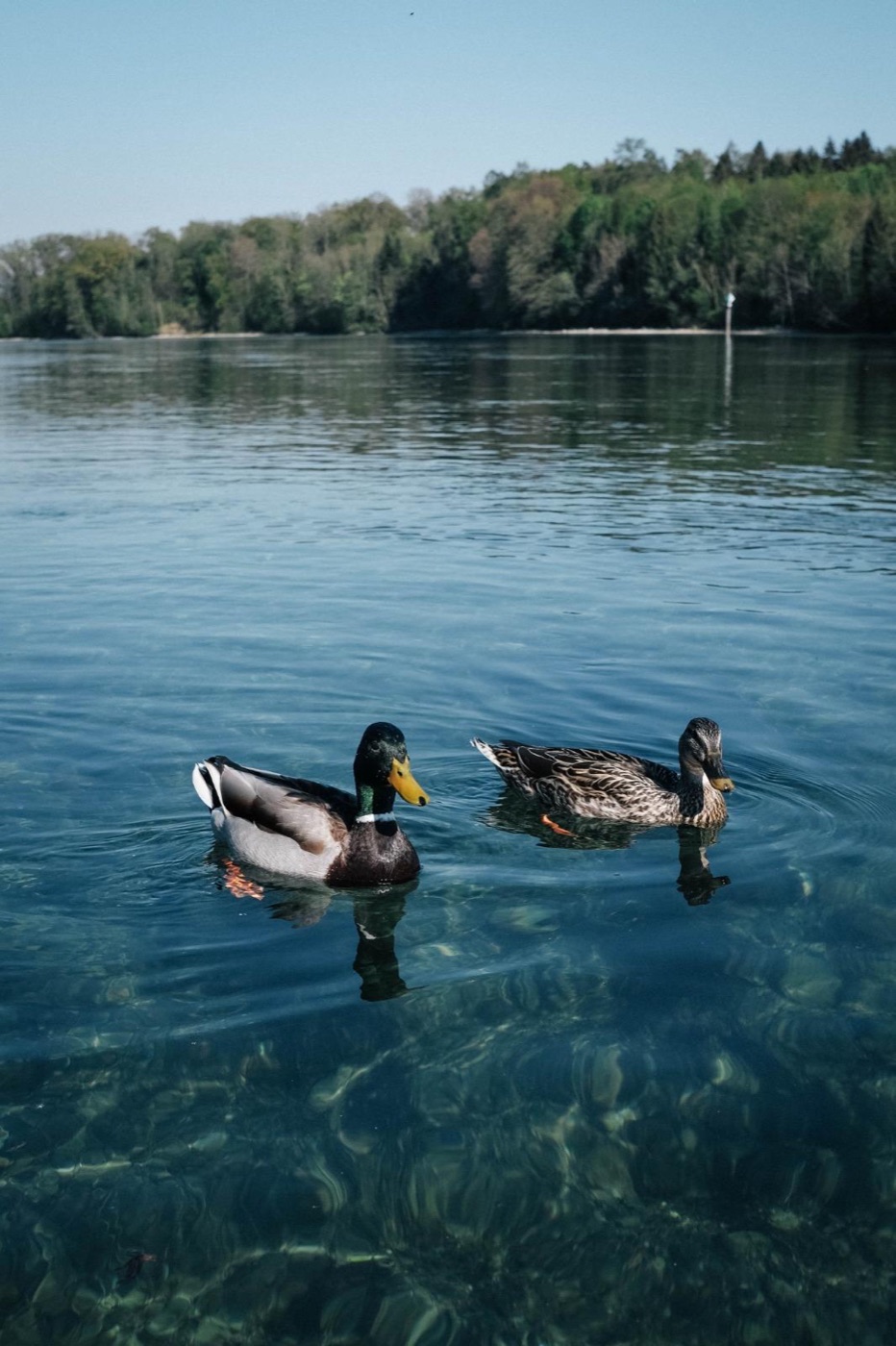Cruising on the Rhine